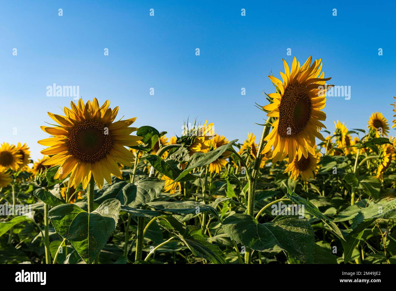 Feld der Sonnenblumen, Oblast Orenburg, Russland Stockfoto