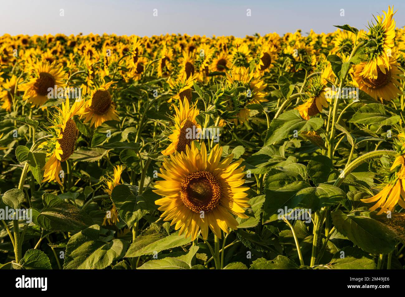 Feld der Sonnenblumen, Oblast Orenburg, Russland Stockfoto