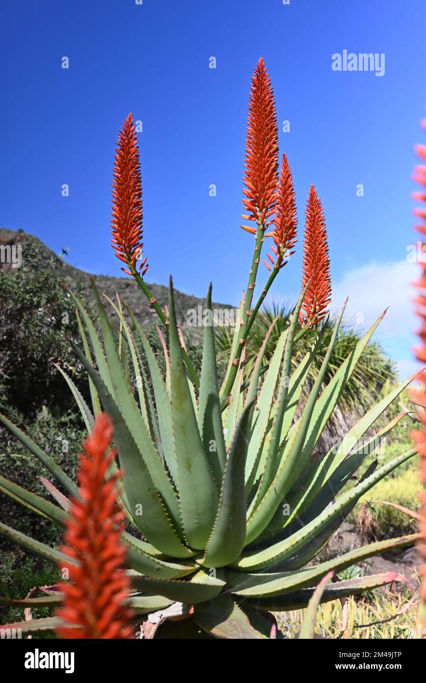 Leuchtend rote Aloe Vera-Blumen in Nahaufnahme Stockfotografie - Alamy