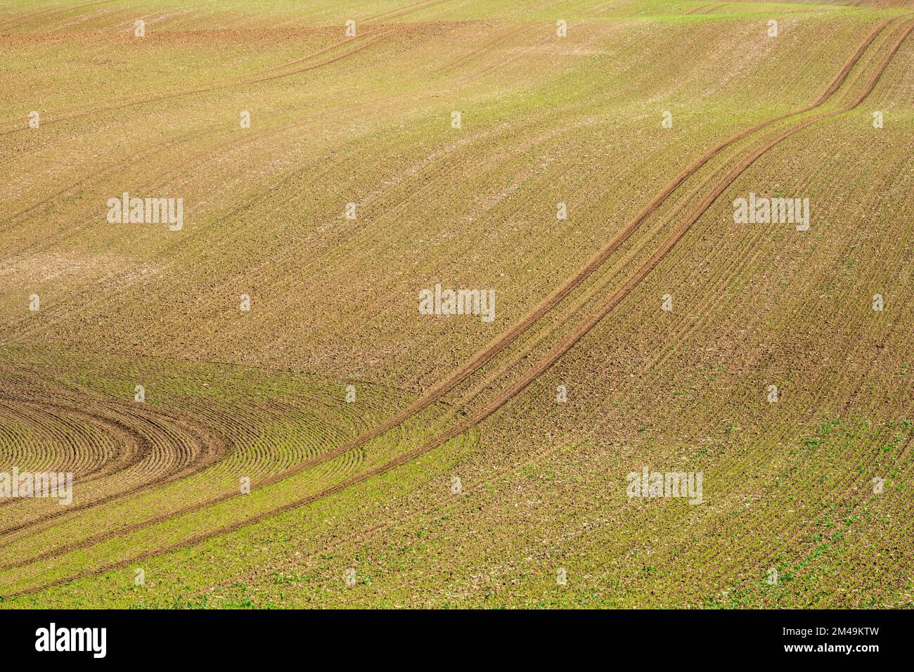 Geformt durch die Eiszeit, Moräne, Bodenmoräne, Geologie, Eiszeit, gletscher, geest, Feld, Landwirtschaft, Wintergetreide, Getreide, Getreidefelder, Kluetz Stockfoto