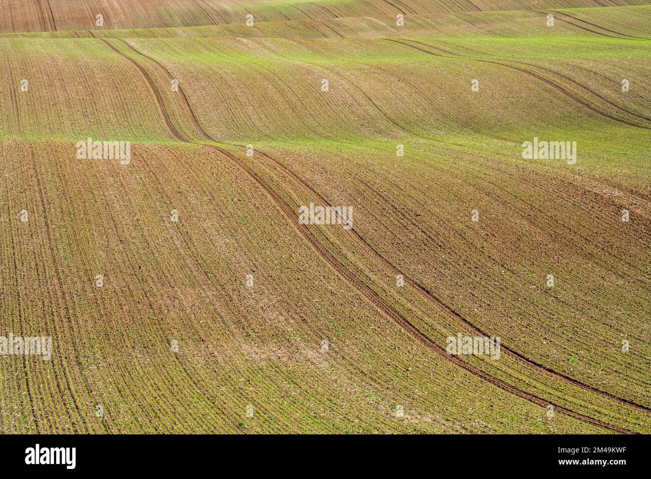Geformt durch die Eiszeit, Moräne, Bodenmoräne, Geologie, Eiszeit, gletscher, geest, Feld, Landwirtschaft, Wintergetreide, Getreide, Getreidefelder, Kluetz Stockfoto