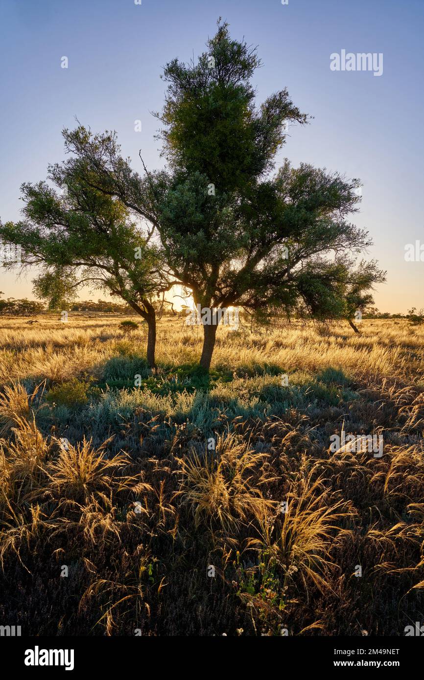 Sonnenuntergang hinter zwei schmutzigen Bäumen auf dem offenen Buschland mit Licht am späten Nachmittag, das auf einheimischem Sprear Grass steht. Standort, Nordwest-Victoria, aus Stockfoto