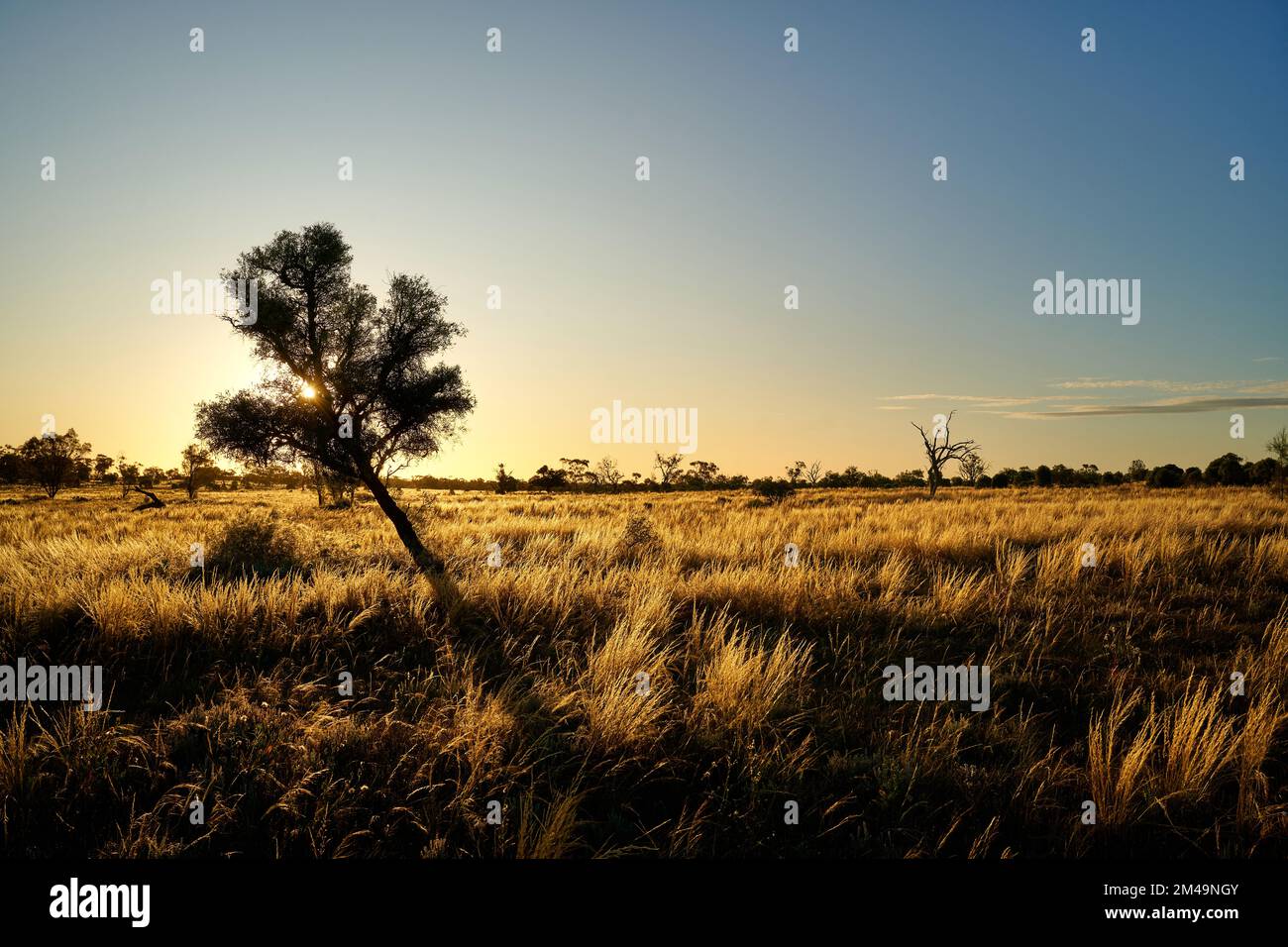 Sonnenuntergang hinter einem kleinen schmuddeligen Baum, umgeben von heimischem SpeerGras mit Hintergrundbeleuchtung, Austrostipa spp. Lage: Nortwestern Victoria, Australi Stockfoto