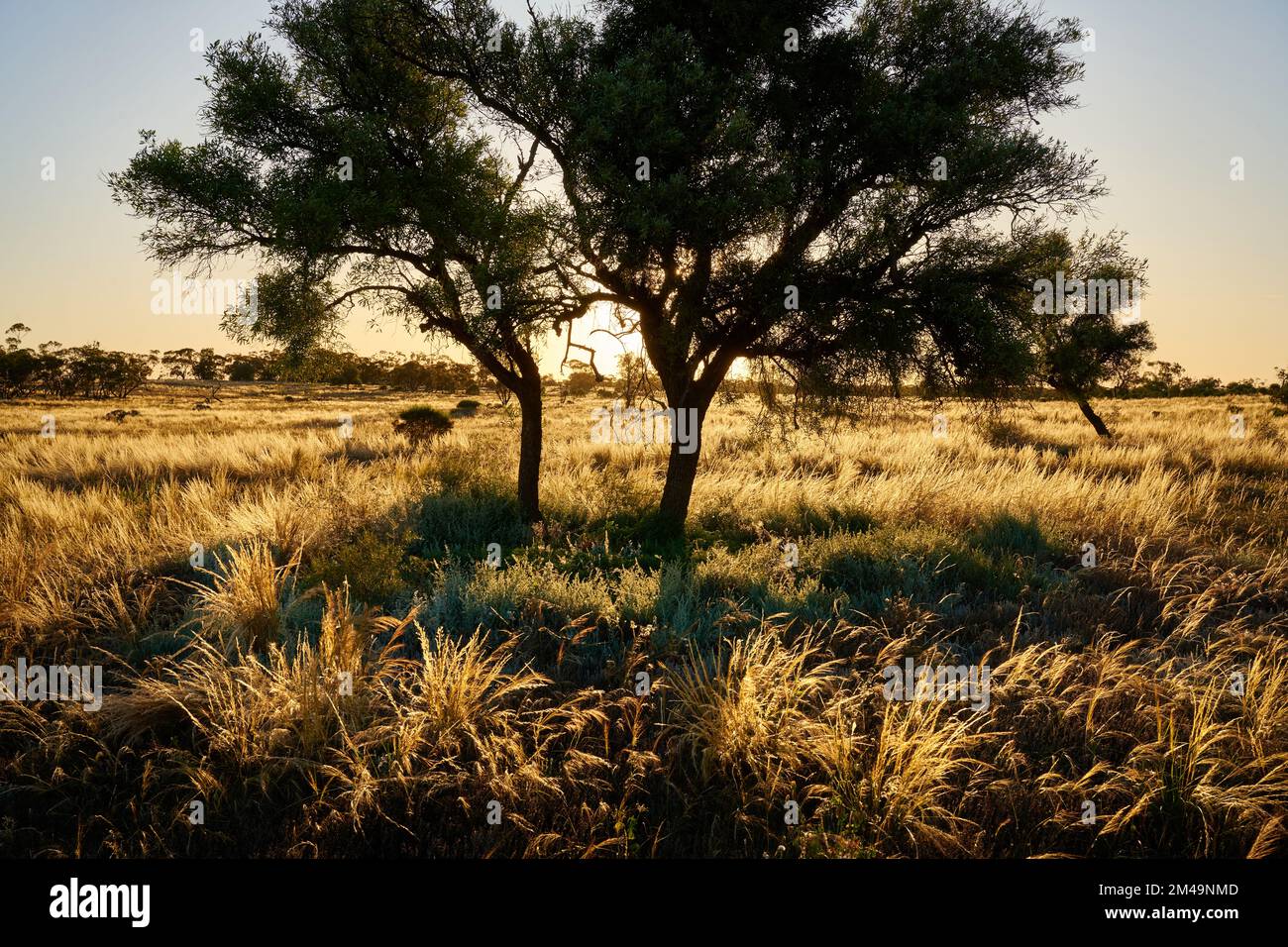 Am späten Nachmittag wird einheimisches Speergras in einem Naturschutzgebiet in der Nähe von Mildura, Victoria, Australien hervorgehoben. Stockfoto