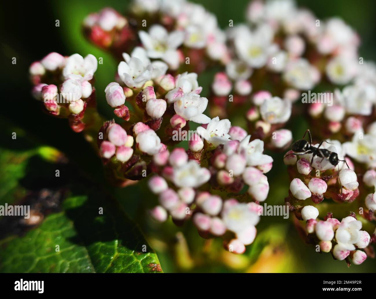 Natur in der niederländischen Provinz Drenthe am 19. 4. 2019 Sprossen, Blätter und Blumen überall in den Wäldern des Hondsrug und in den Gärten, NDL Stockfoto