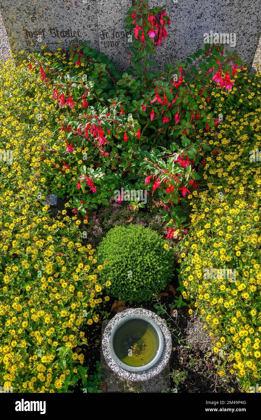Grab mit Fuchsias (Fuchsia) und mexikanischer schleichender Zinnia (Sanvitalia procumbens), Missen-Wilhams, Allgaeu, Bayern, Deutschland Stockfoto