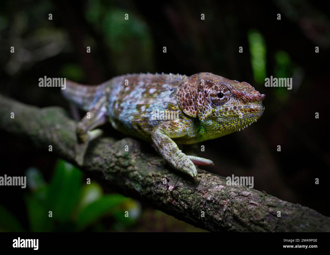 BernsteinChamäleon (Calumma Amber) in den Regenwäldern des nördlichen Madagaskars Stockfoto