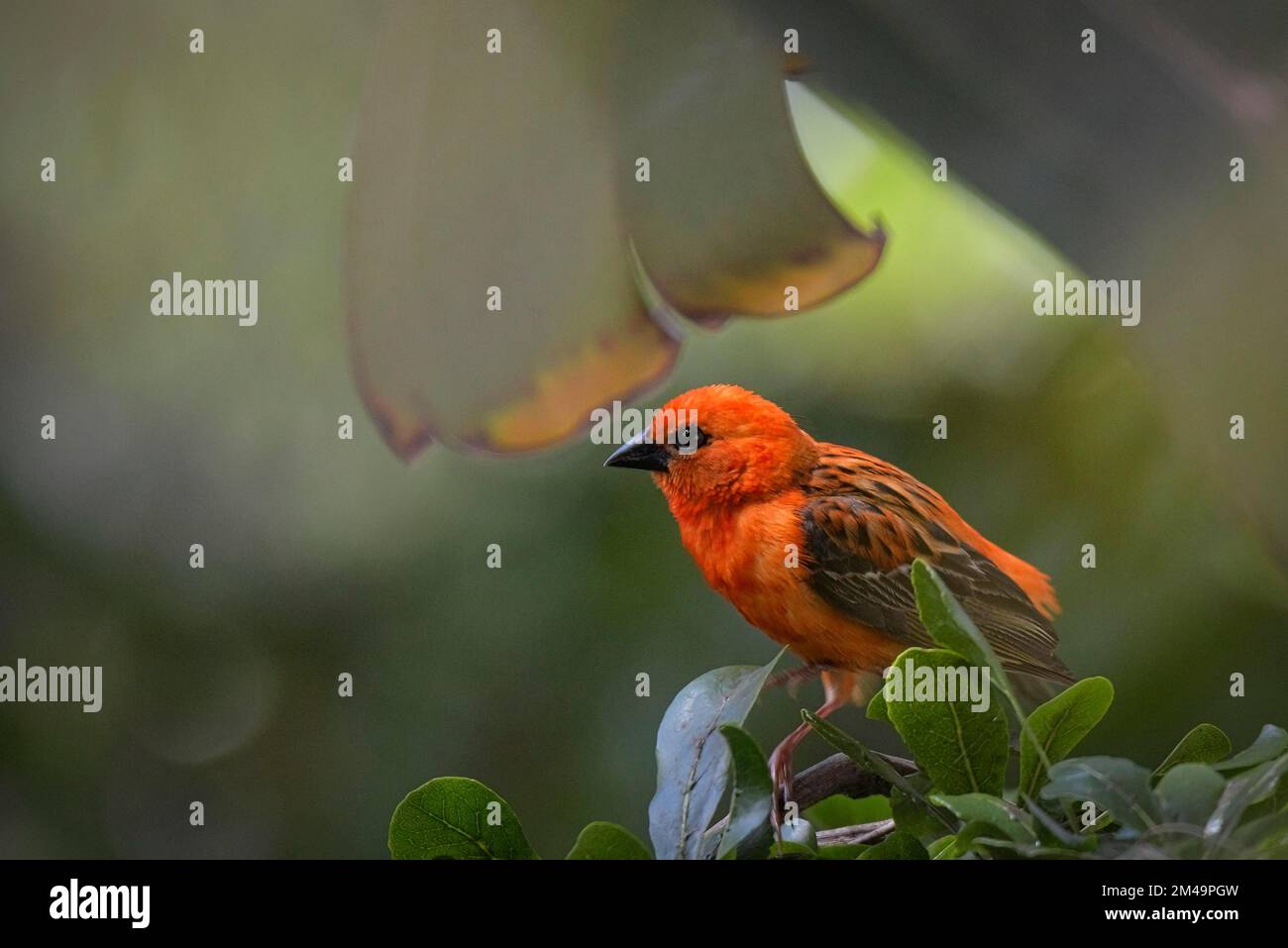 Madagaskar Rotfuchs (Foudia madagascariensis) in den Stadtgärten von Antananarivo im Hochland Madagaskars Stockfoto