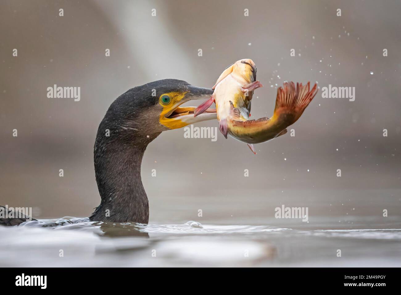 Großer Kormoran (Phalacrocorax carbo) Futtersuche, erfolgreiche Jagd, Wels als Beute, Essensneid, Kiskunsag-Nationalpark, Ungarn Stockfoto