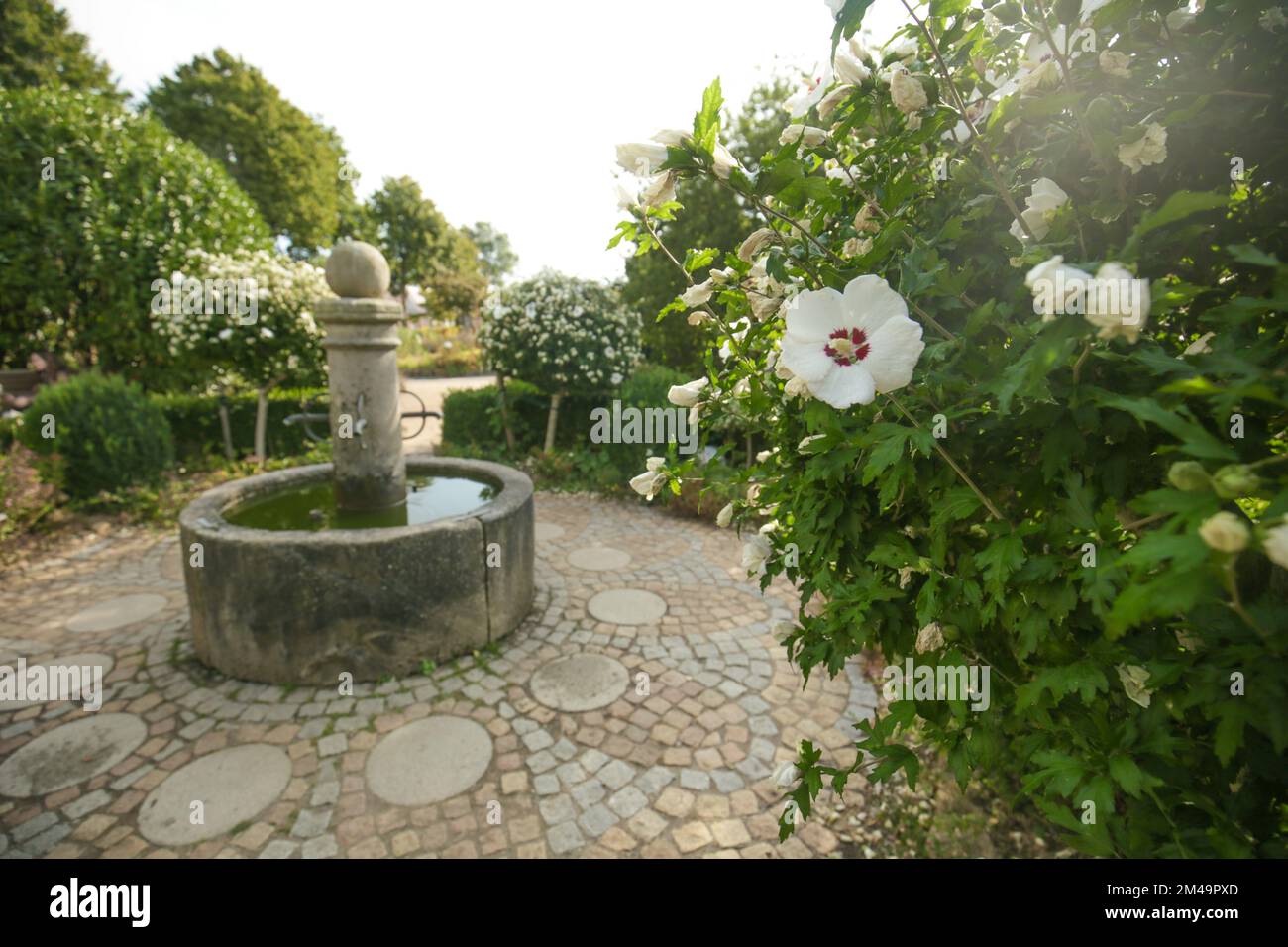 hibiskustopiare. Wunderschöner Blumenpark mit Springbrunnen. Schöner, gut gepflegter Blick auf den Park. hibiskusstammpflanze. Stockfoto