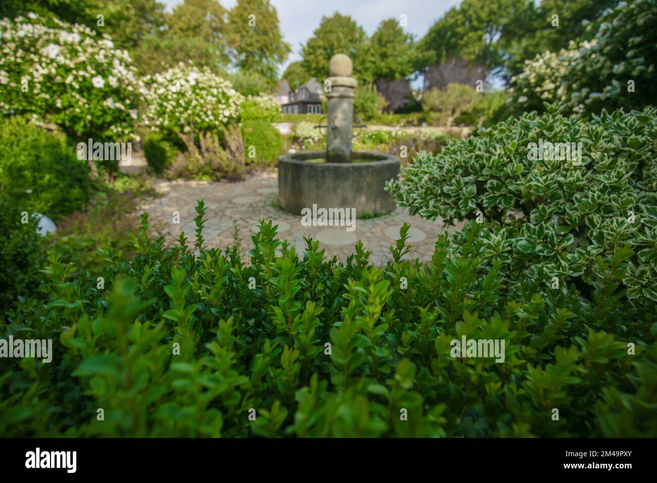 Blumenpark mit Springbrunnen. Blühende Hibiskustopiare. Wunderschöner, gut gepflegter Park. Weiße Hibiskusstammpflanze. Stockfoto