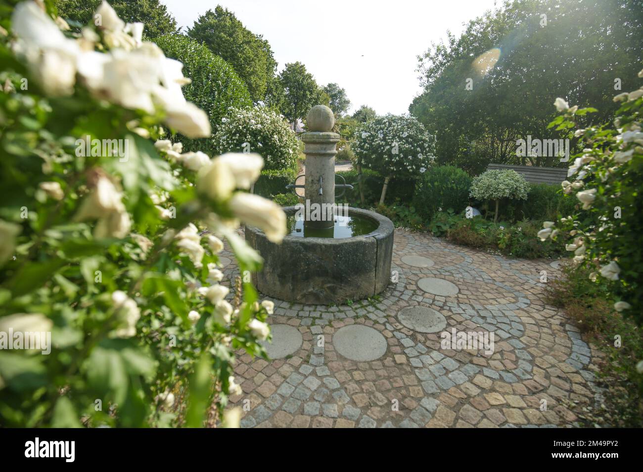 Hibiskus weiß und Springbrunnen. Blühender Hibiskus Topiary. Wunderschöner Blumenpark mit Springbrunnen. Schöner, gut gepflegter Blick auf den Park. hibiskusstammpflanze. Stockfoto