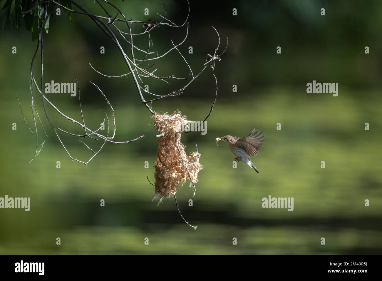 Ein Honeyeater mit Braunrücken befindet sich mitten im Flug zu seinem Nest mit Nistmaterial im Cattana Wetlands in Cairns, Queensland, Australien. Stockfoto
