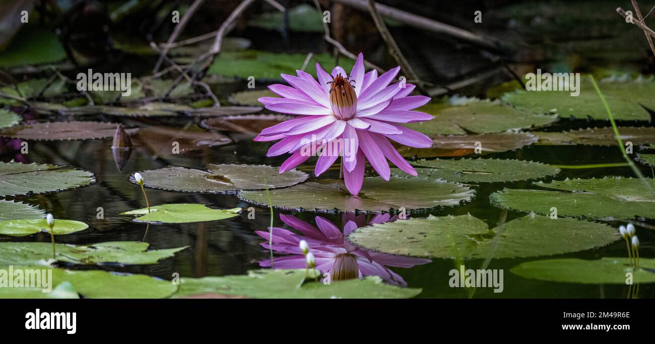 Ein Panoramablick auf die rosafarbenen Seerosen und ihre Reflexion, umgeben von grünen Seerosenpolstern in einem unberührten Süßwasser-Lebensraum in Cairns, QLD, Australien. Stockfoto