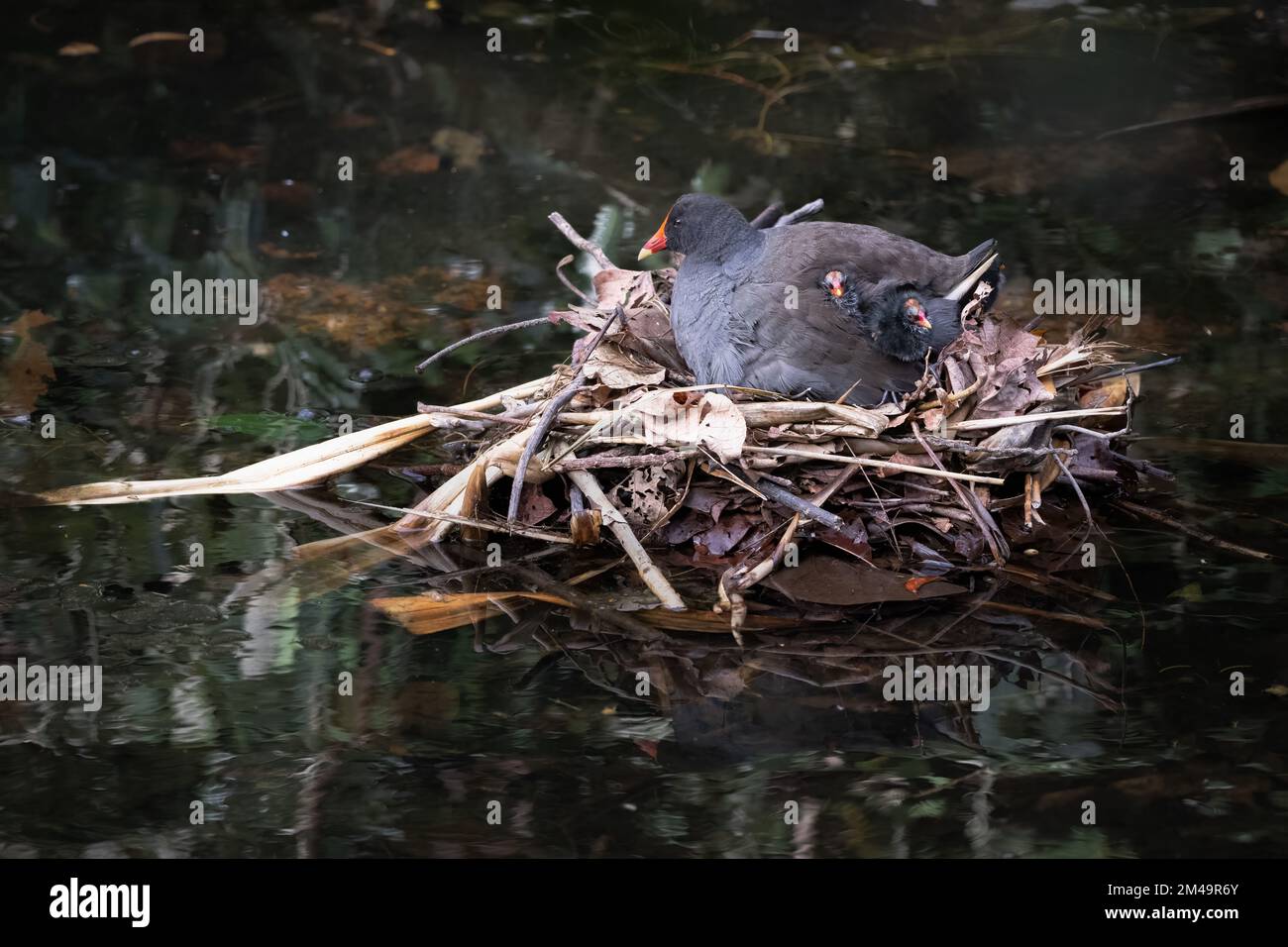 Ein erwachsener Dusky Moorhen und Küken, die Nistverhalten im Macintosh Park's Nature & Bird Sanctuary in Surfers Paradise, Queensland, Australien, zeigen. Stockfoto