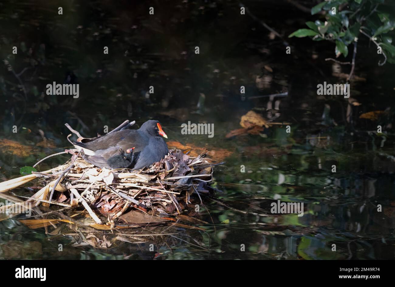 Ein erwachsener Dusky Moorhen & Chick zeigt Nistverhalten im Natur- und Vogelschutzgebiet von Macintosh Park in Surfers Paradise, Queensland, Australien. Stockfoto