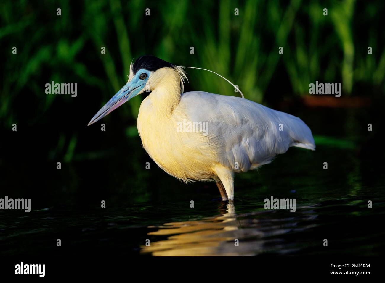 Bedeckter Reiher, der durch den Amazonas waten Stockfoto