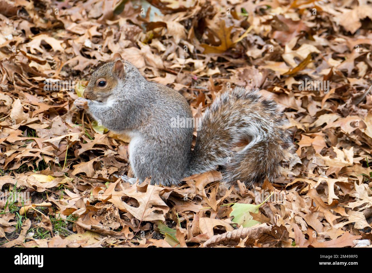 Das Eichhörnchen des Central Park in Manhattan, New York. Stockfoto