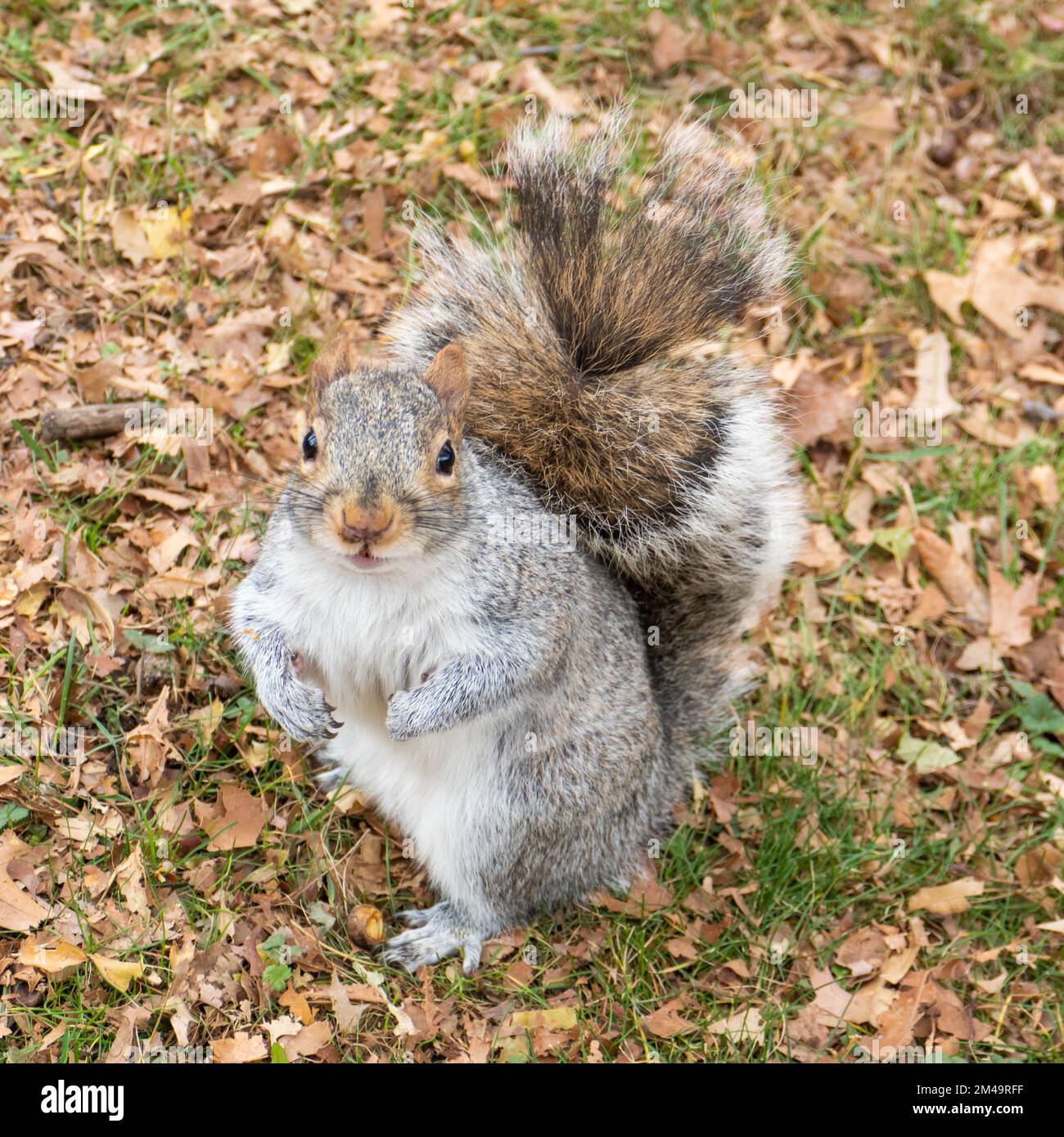 Das Eichhörnchen des Central Park in Manhattan, New York. Stockfoto