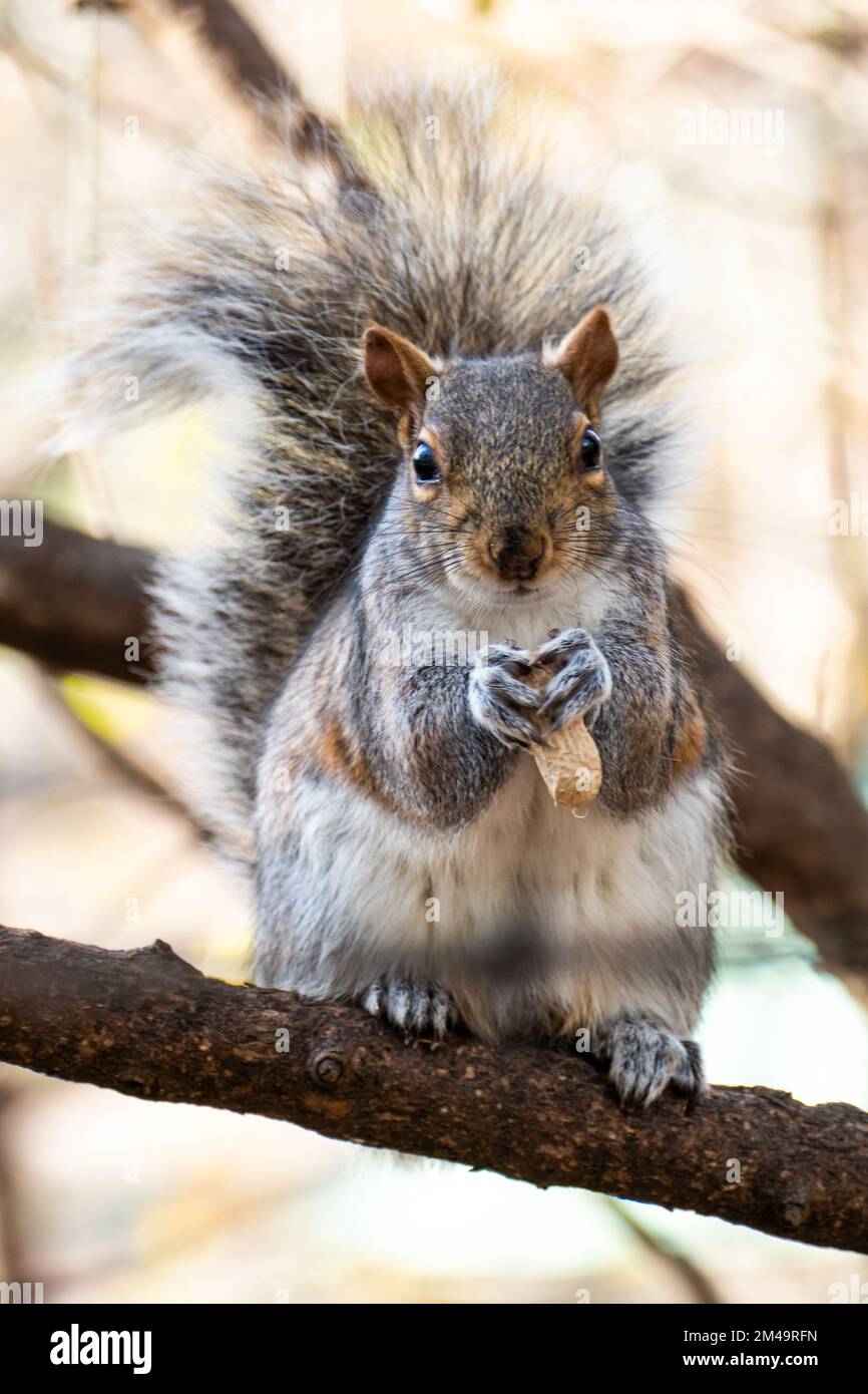 Das Eichhörnchen des Central Park in Manhattan, New York. Stockfoto