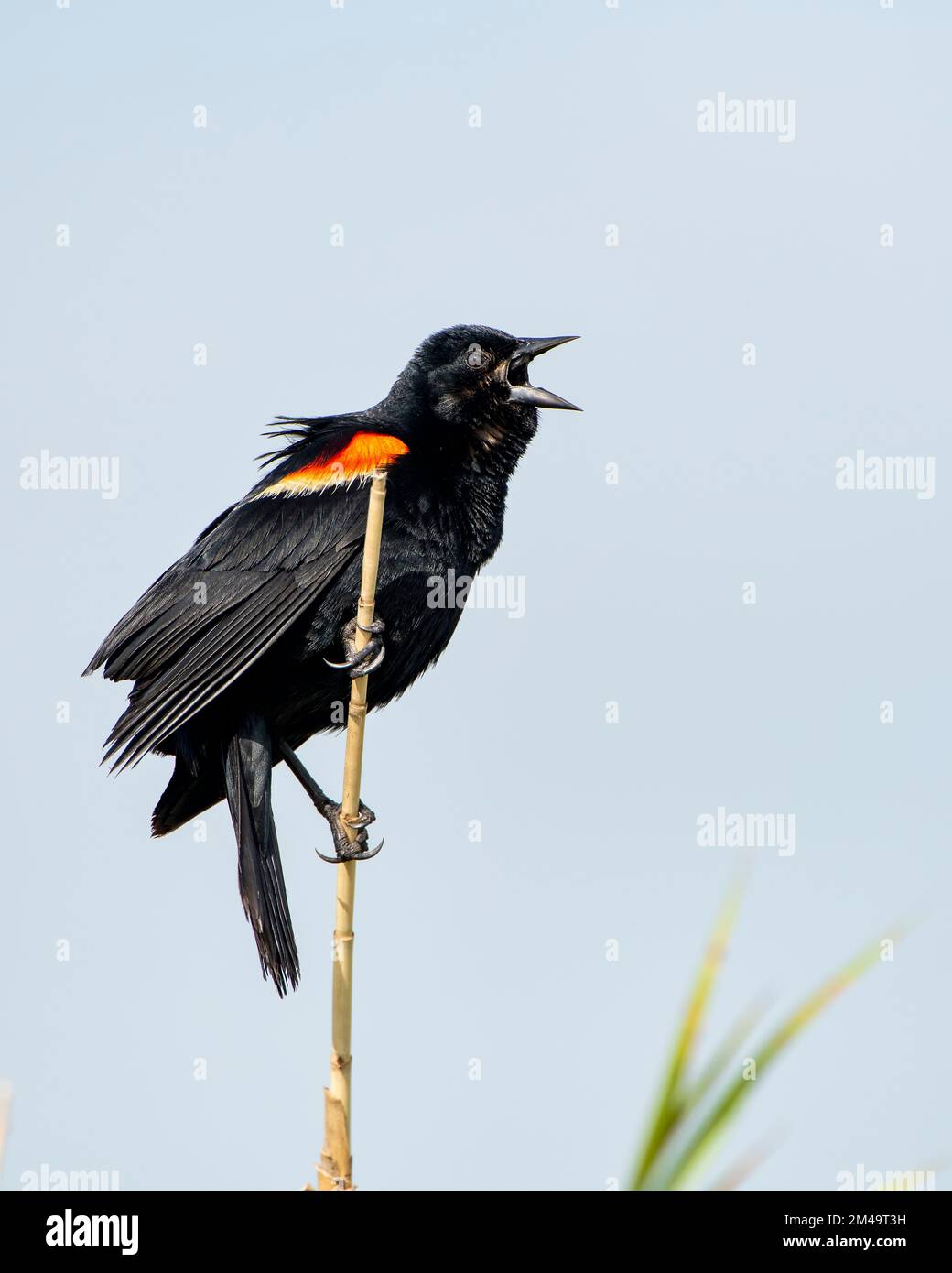 Red Winged Blackbird singt von Perch im Marsh im Lacassine Wildlife Refuge im Südwesten Louisianas Stockfoto