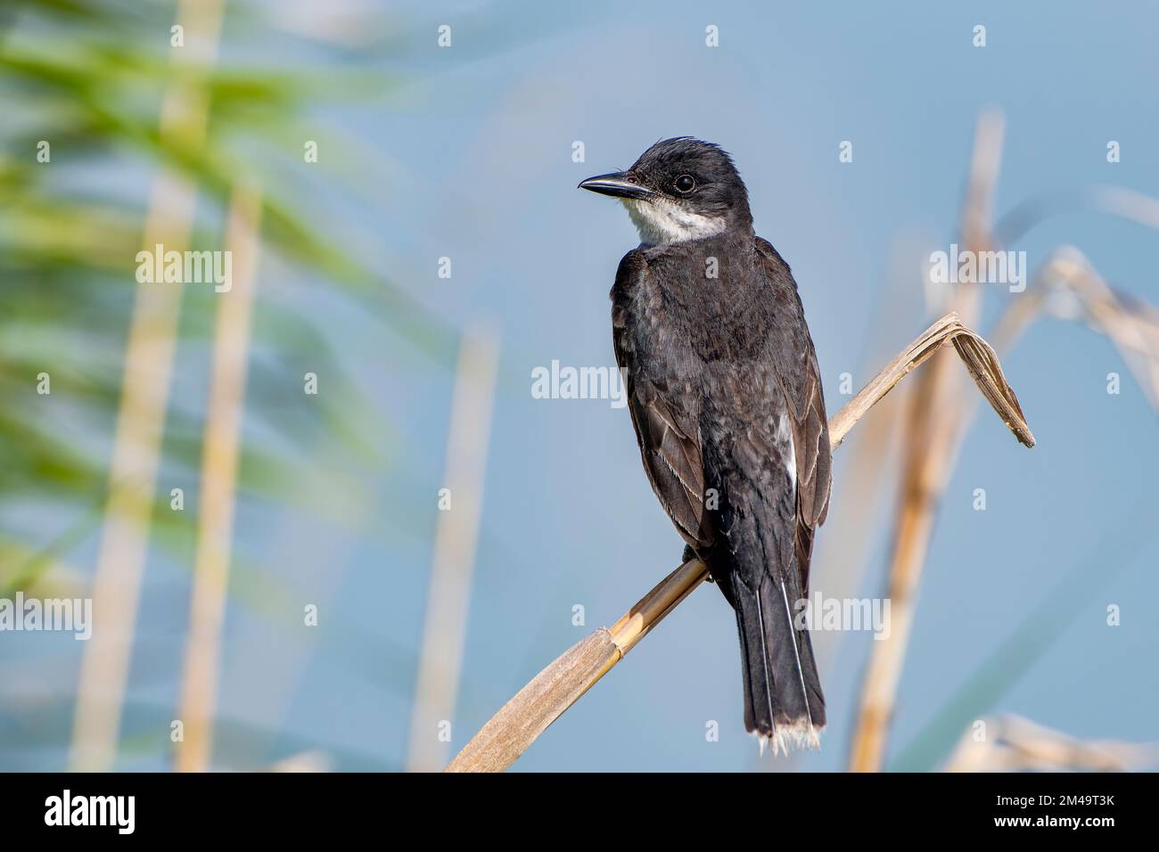 Eastern Kingbird im Lacassine Wildlife Refuge im Südwesten von Louisiana Stockfoto
