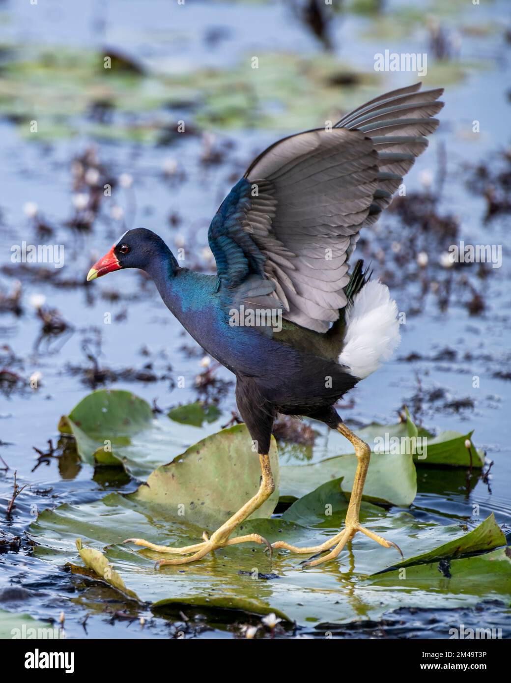 Purple Gallinule im Lacassine Wildlife Refuge im Südwesten von Louisiana Stockfoto