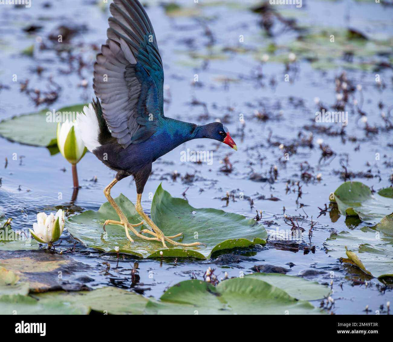 Purple Gallinule im Lacassine Wildlife Refuge im Südwesten von Louisiana Stockfoto