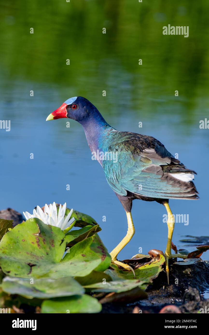 Purple Gallinule im Lacassine Wildlife Refuge im Südwesten von Louisiana Stockfoto