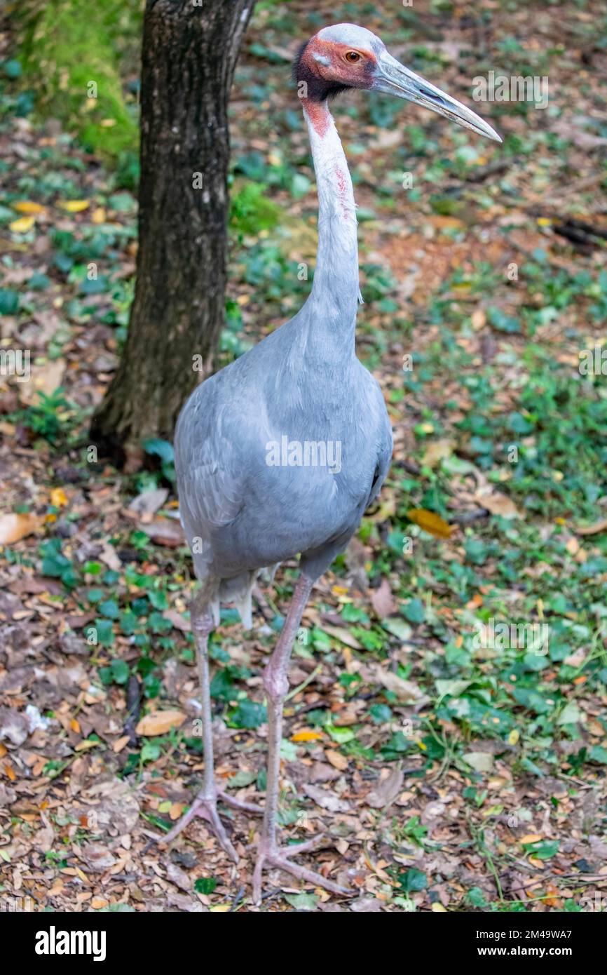 Das Nahbild des Saruskrans, des Saruskrans, ist ein großer nicht wandernder Kran, der in Teilen des indischen Subkontinents, Südostasien, zu finden ist Stockfoto