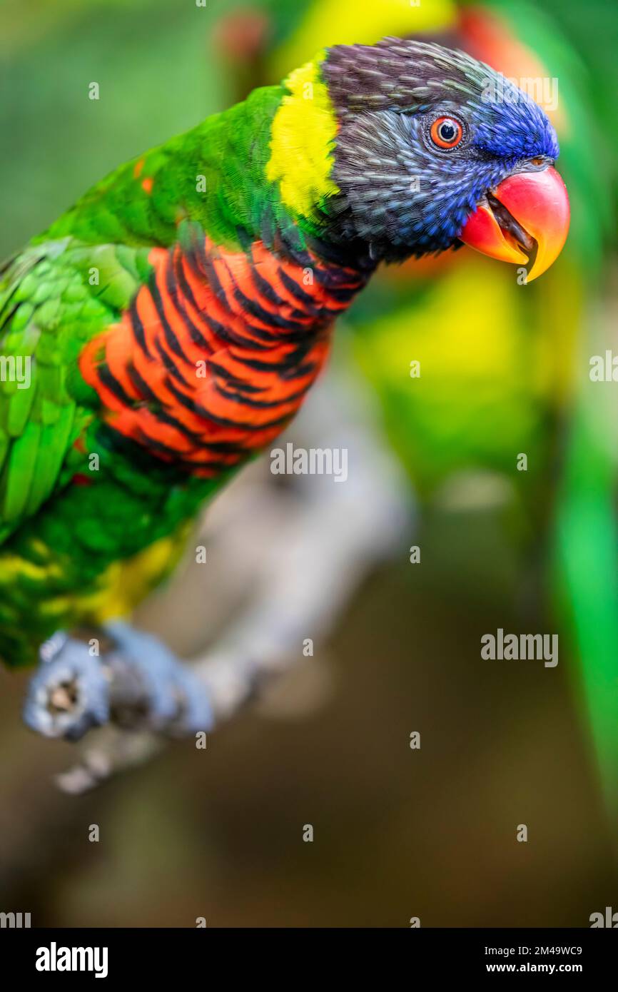 Das Nahtbild von Kokosnuss Lorikeet (Trichoglossus haematodus). Das ist ein Papagei aus der Familie Psittaculidae. Die Rechnung ist orange-rot. Stockfoto