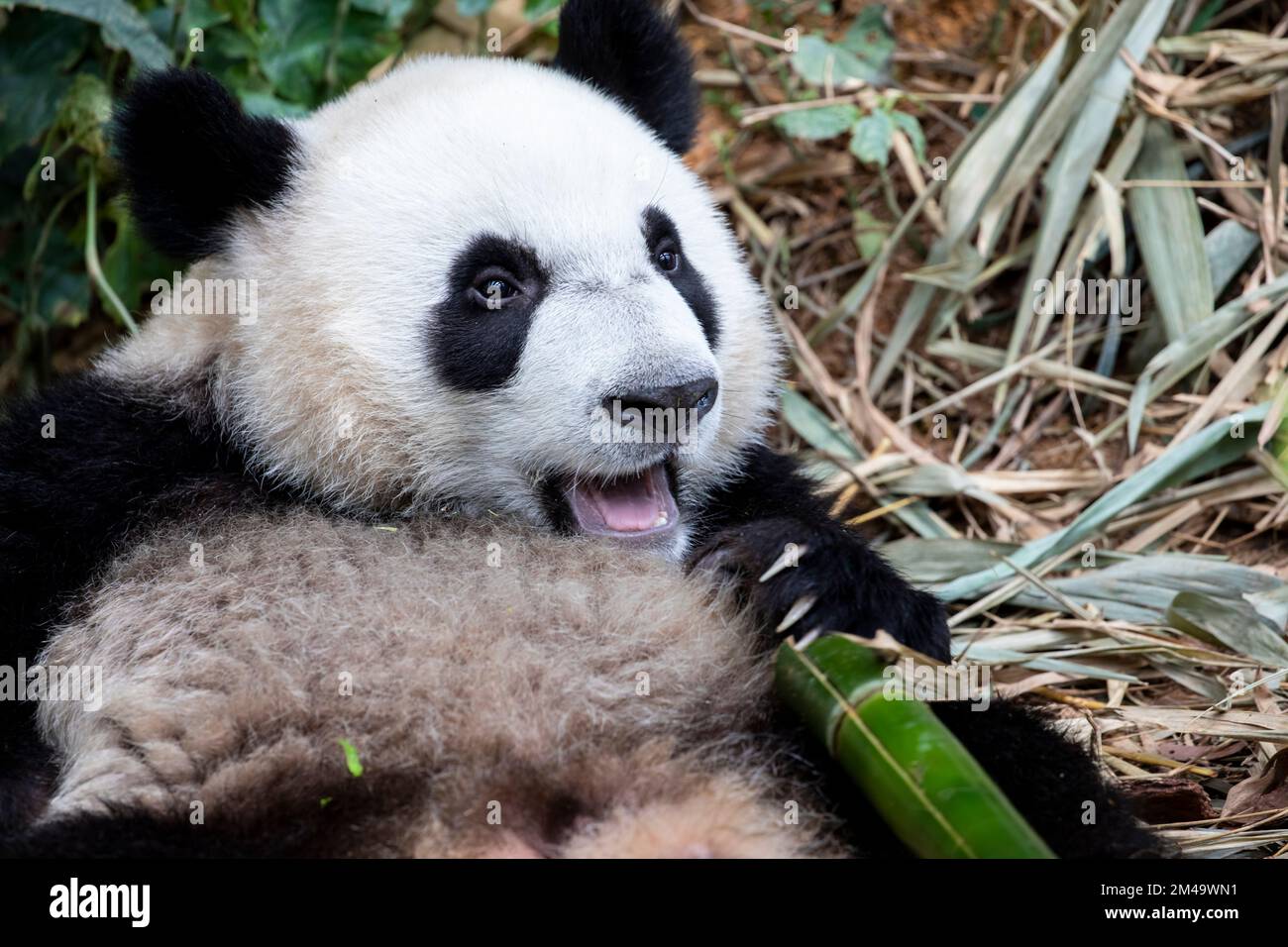 Der Baby-Riesen-Panda „Lele“ (Ailuropoda melanoleuca) liegt in River Safari Singapore. Das ist eine Art Anreicherung im Zoo. Stockfoto