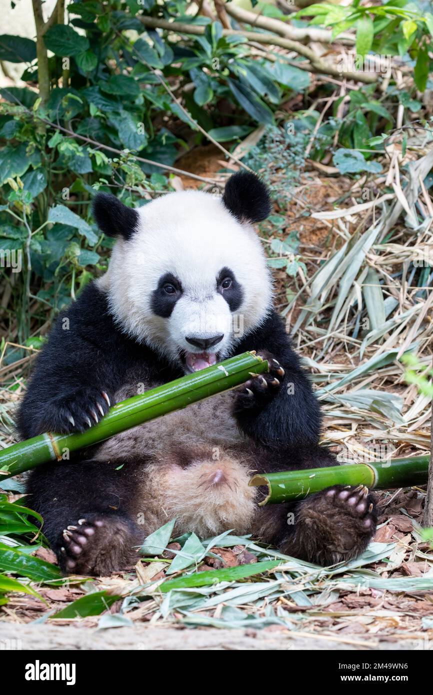 Der Baby-Riesen-Panda „Lele“ (Ailuropoda melanoleuca) liegt in River Safari Singapore. Das ist eine Art Anreicherung im Zoo. Stockfoto