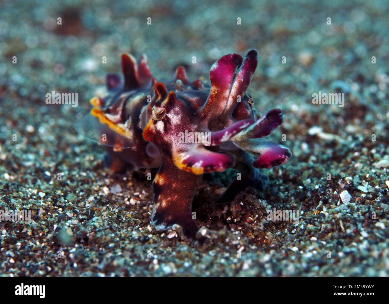 Tauchen mit Lemrec Makrokrebsen Stockfoto