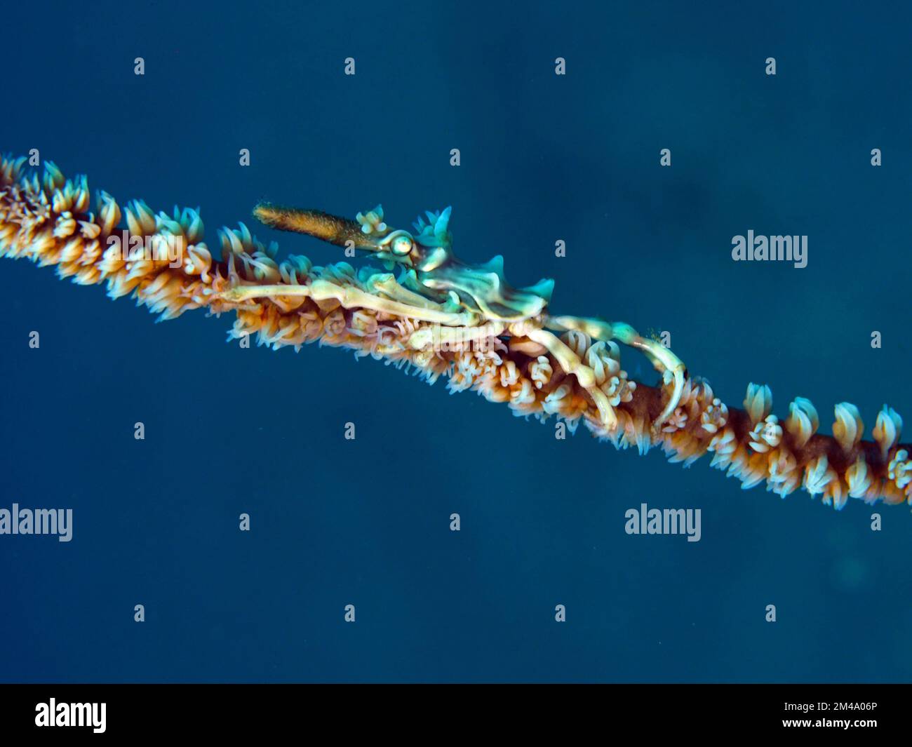 Tauchen mit Lemrec Makrokrebsen Stockfoto