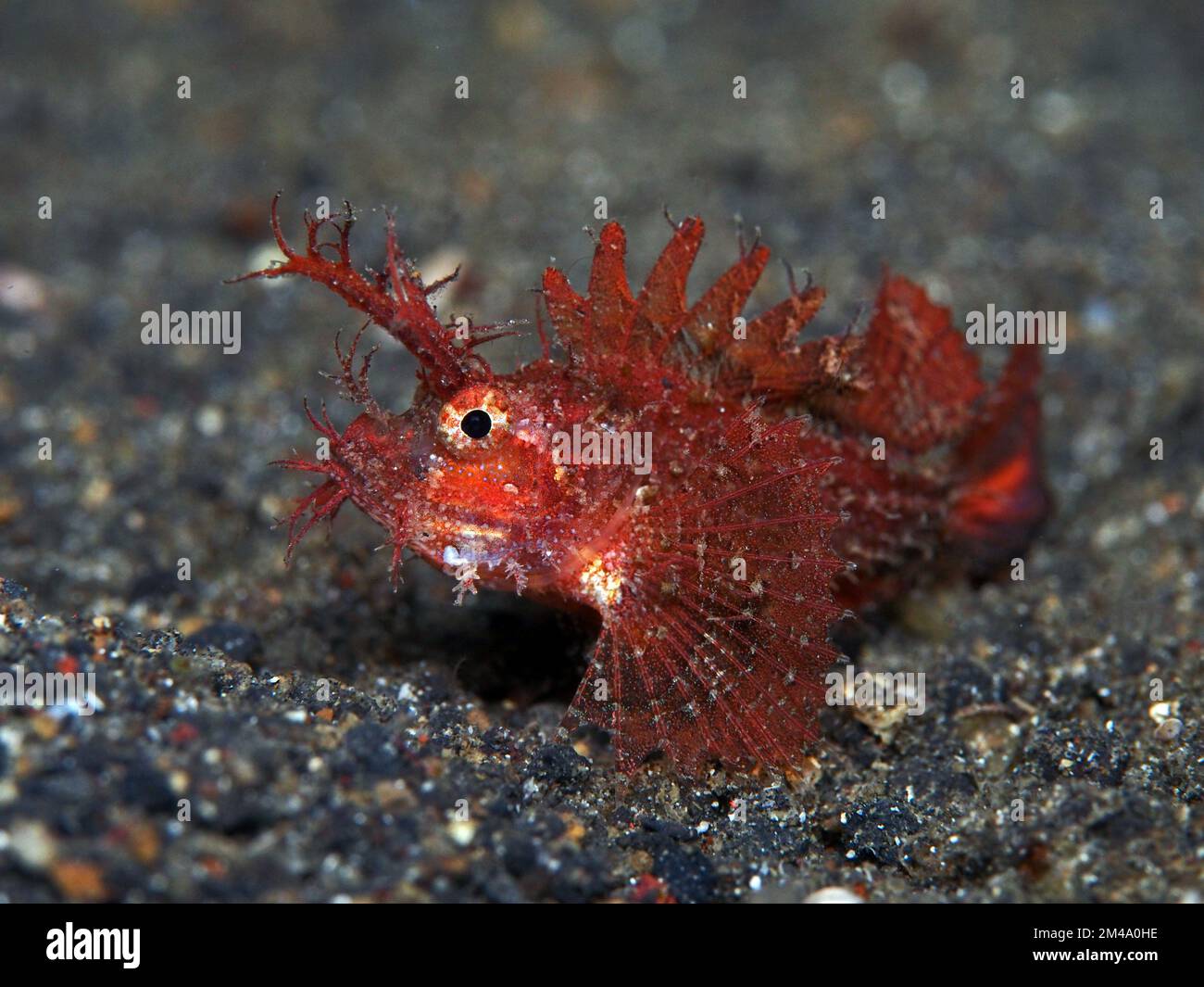 Tauchen mit Lemrec Makrokrebsen Stockfoto