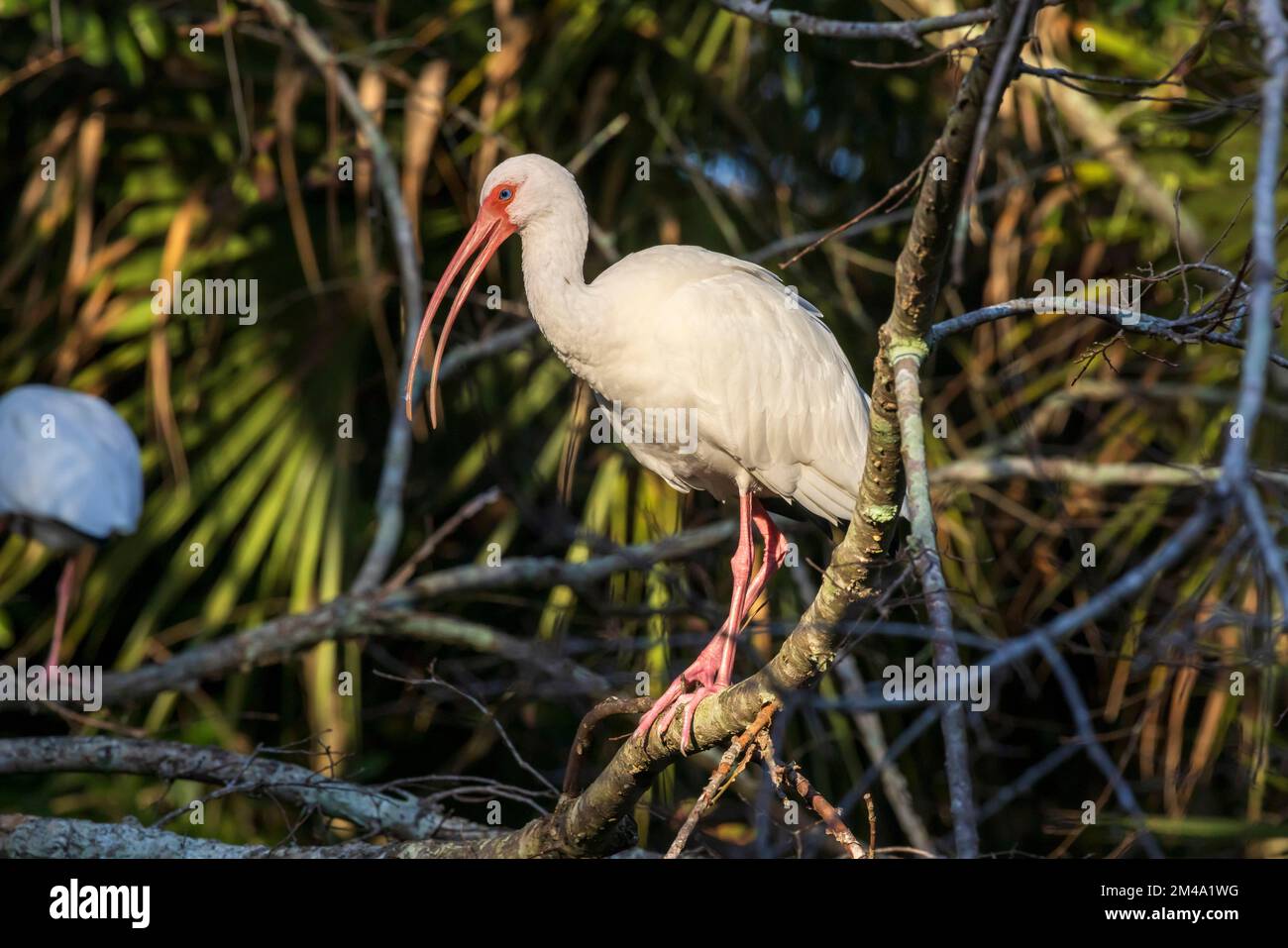 Amerikanische weiße ibis Stockfoto