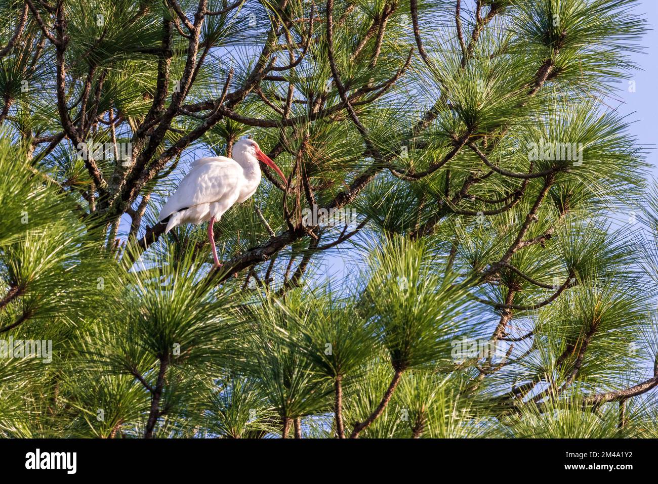 Amerikanische weiße ibis Stockfoto