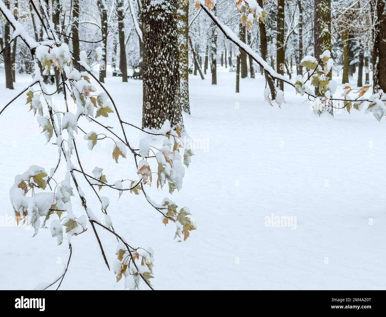 Verschneiter Ast mit gelben Blättern. Natürlicher Winterhintergrund. Stockfoto