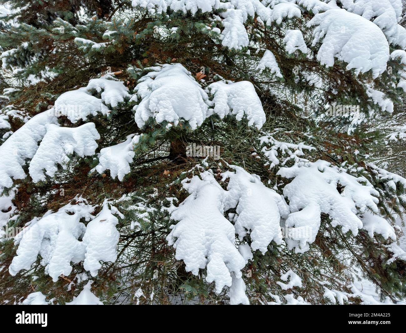 Tannenbäume mit Schnee bedeckt. Hintergrund für Winterferien. Stockfoto