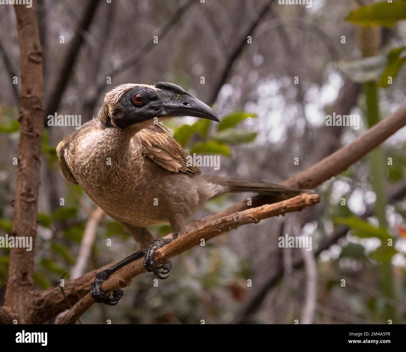 Helmte Friarbird in freier Wildbahn auf Magnetic Island Stockfoto