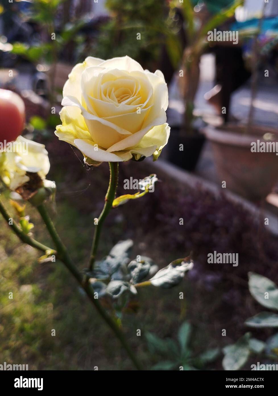 Sonnenstrahlen auf wunderschönen weißen Blumen mit grünen Blättern im Garten Stockfoto