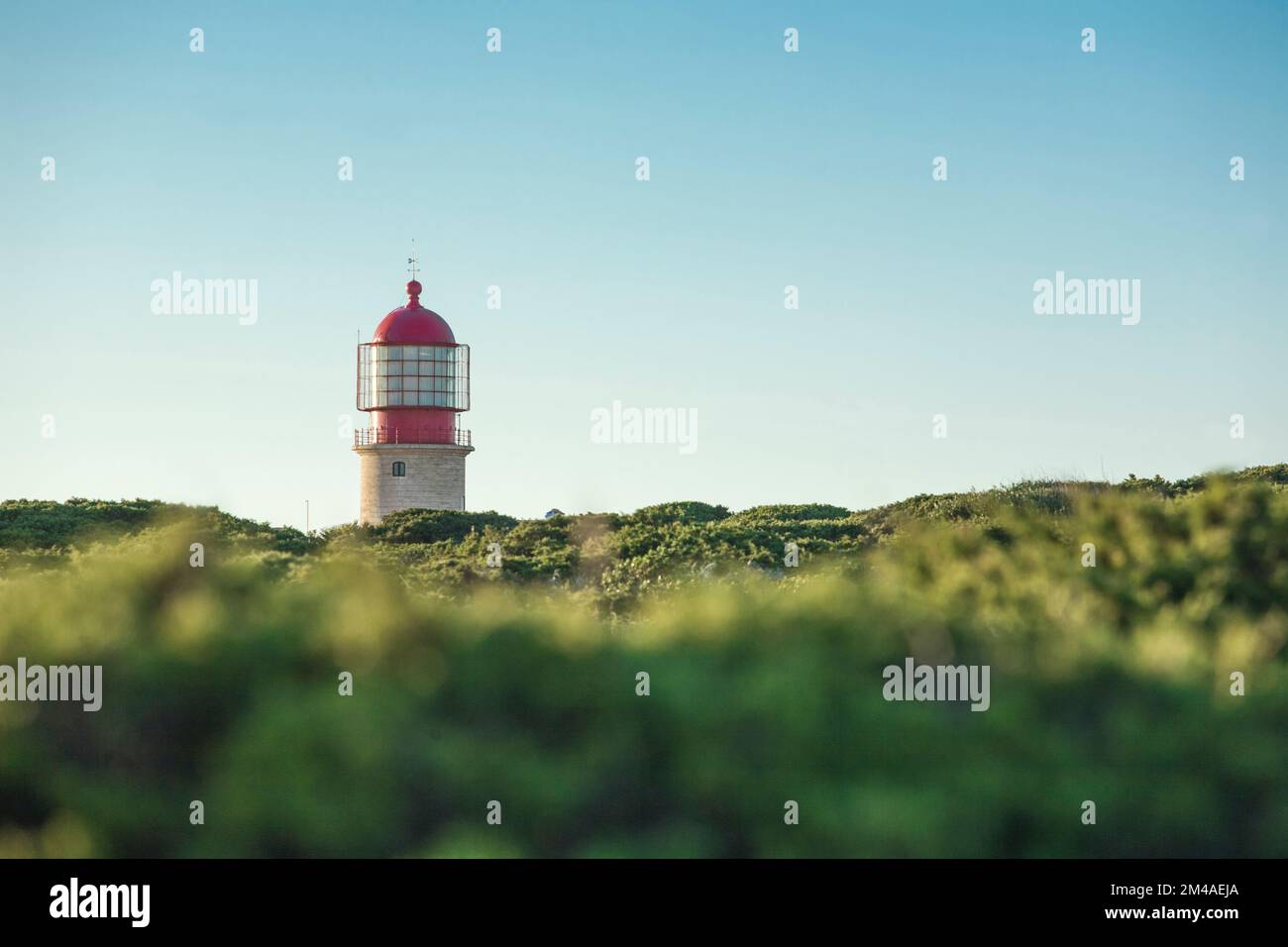 Der Leuchtturm von Cape Saint Vincent, der aus der Bodenvegetation hervorgeht, der Leuchtturm, Portugal Stockfoto