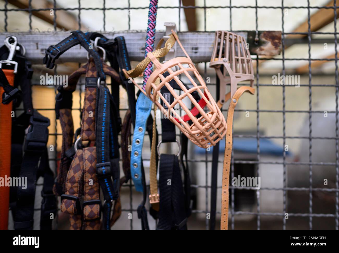 Hundeleinen -Fotos und -Bildmaterial in hoher Auflösung – Alamy