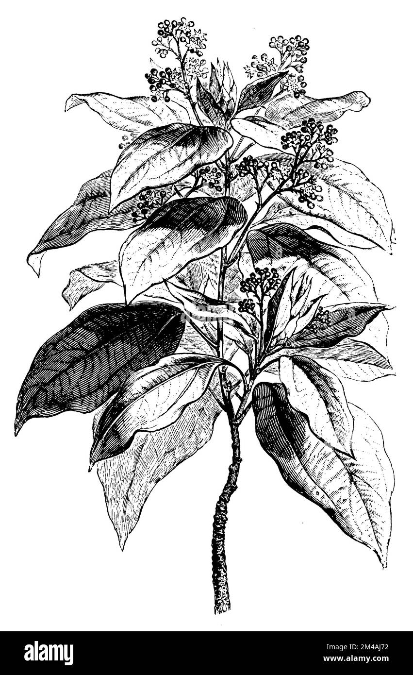 Camphor Tree, Cinnamomum camphora, (Botanisches Buch, 1899), Kampferbaum, Campher Stockfoto