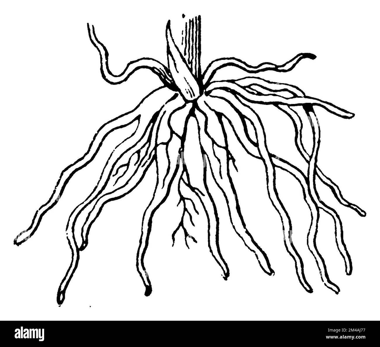 Breitblättrige Sumpforchidee, handförmige Wurzel, Dactylorhiza majalis (Botanisches Buch, 1900), Breitblättriges Knabenkraut, handförmige Wurzel, Dactylorhize à Larges feuilles, racine palmée Stockfoto