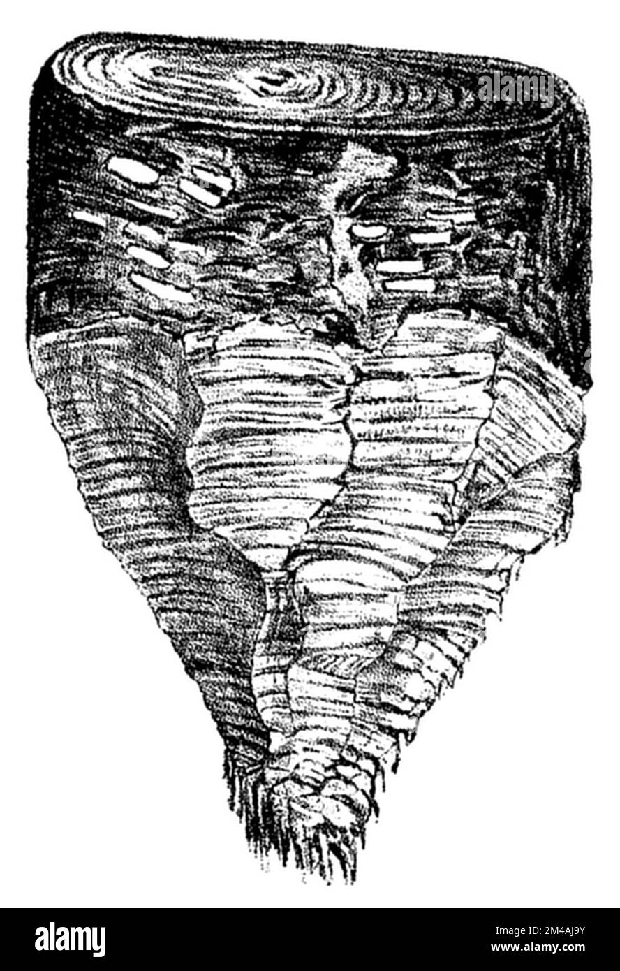 Eurasischer Biber oder Europäischer Biber, Fütterungsmarkierungen für Biber auf Erlenbaum, Castor fiber, (, ), Europäischer Biber, Biberfraßspuren an der Erle, Castor d’Europe, Castor commun ou Castor d’Eurasie, traces de castor sur l'aulne Stockfoto