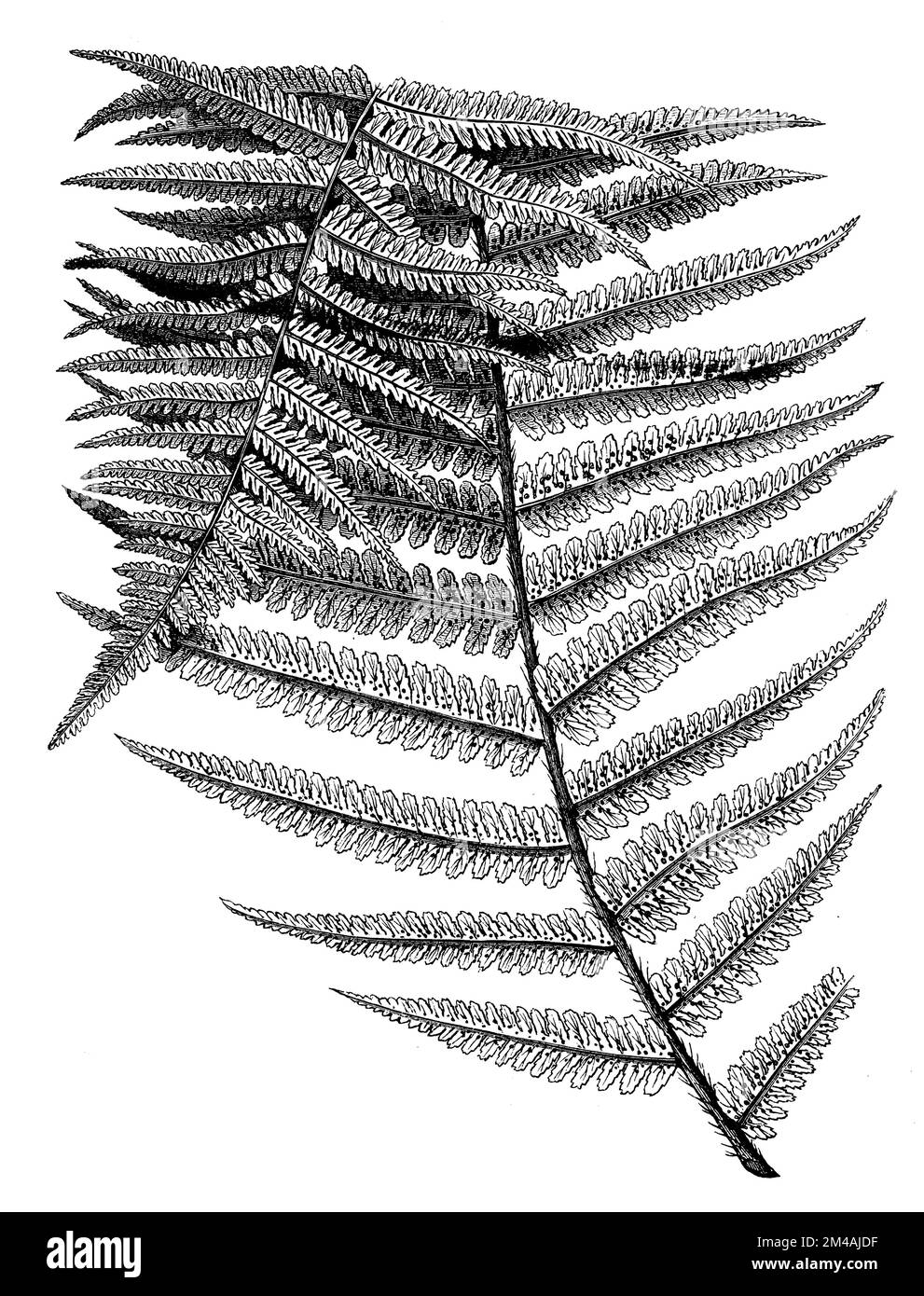 , Aspidium flilix mas, anonym (Botanisches Buch, 1884), Männlicher Punktfam. (Aspidium Filix Matte.) A. Blatt Stockfoto