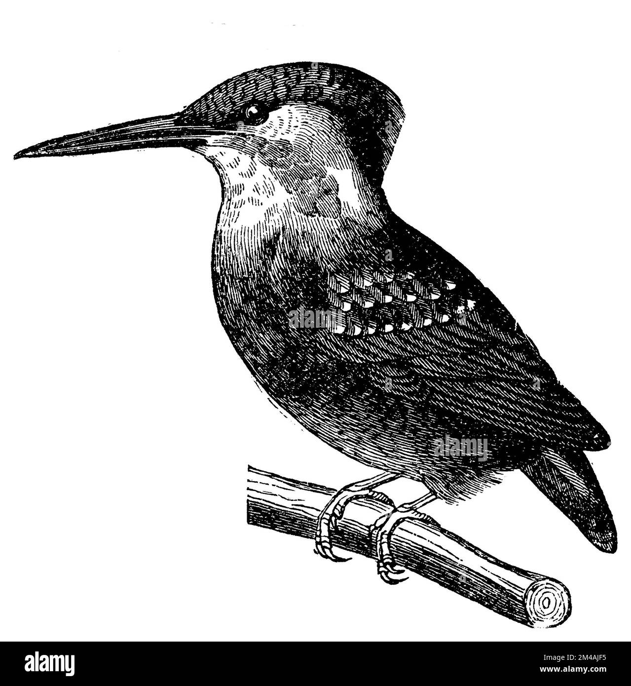 kingfisher, Alcedo atthis (Schulbuch, 1908), Eisvogel, martin-pêcheur Stockfoto