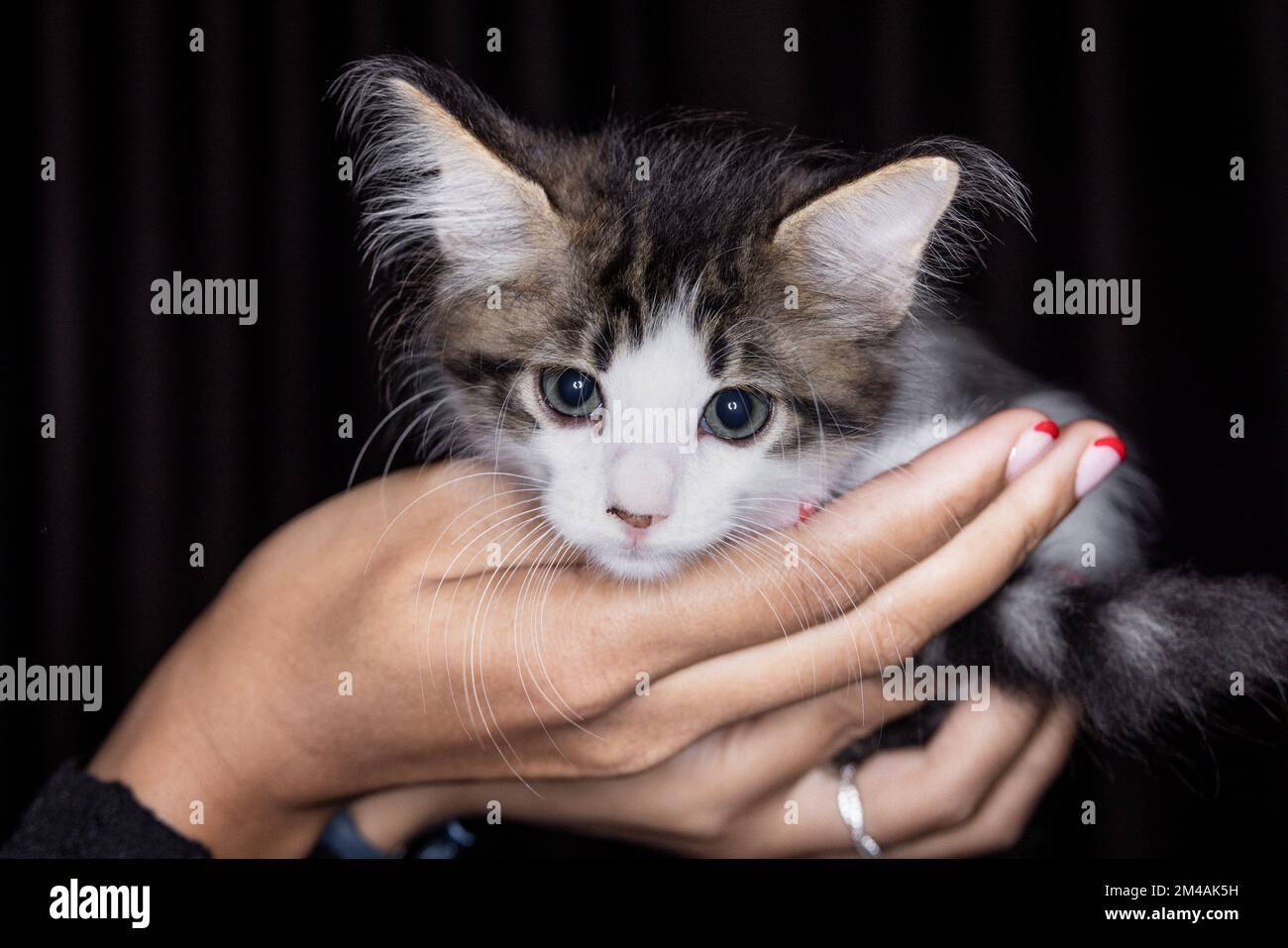 Süßes kleines Kätzchen, das auf der Handfläche einer Frau sitzt. Isoliert auf dunklem Hintergrund. Neugeborene Katze an weiblicher Hand. Ein Kätzchen auf einer Handfläche. Sehr litt Stockfoto